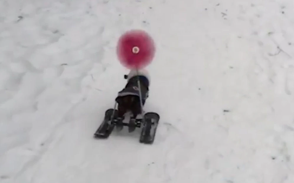 Schnell wie der Wind! Dackeldame "Molly" saust mit ihren Skiern (plus Windrad!) durch die Gegend. Trotz Lähmung. 