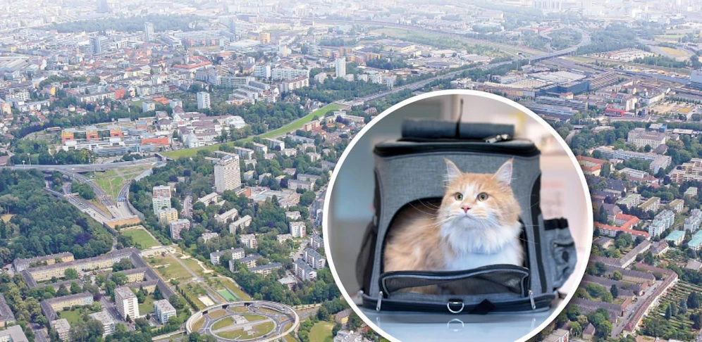 Hier im Linzer Stadtteil Bindermichl wird derzeit mit Hochdruck nach einer Katze gesucht, die ein Demenzkranker vergessen hat.