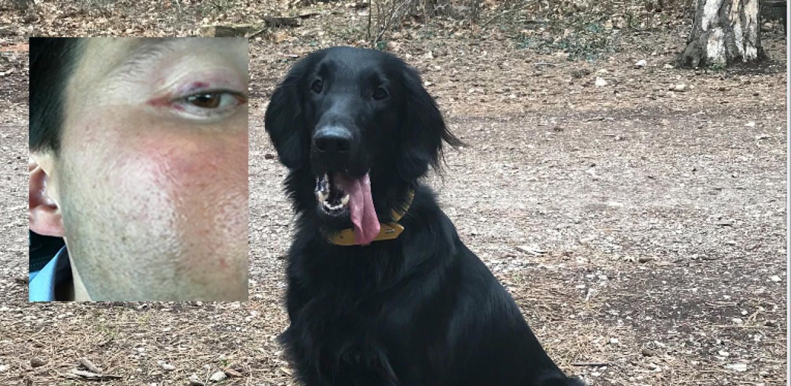 Hund gesucht: Herrl bekam blaues Auge von Jäger