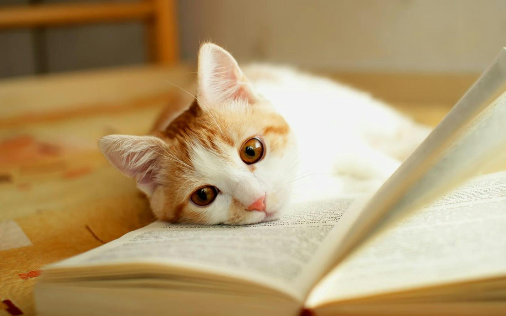 Ein Kätzchen liegt auf einem Buch. Symbolfoto.