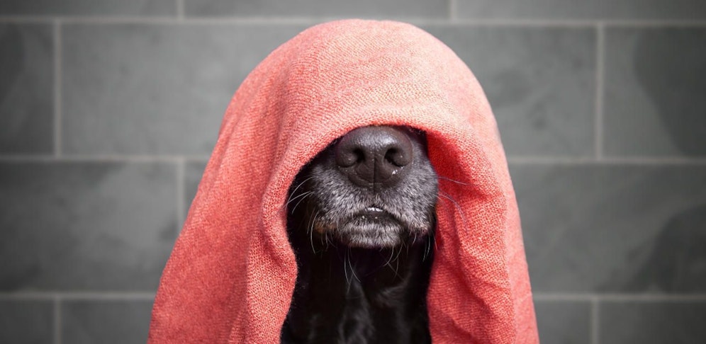 Ein Hund hat's im Urlaub nicht leicht: Er braucht jede Menge Bescheinigungen. 