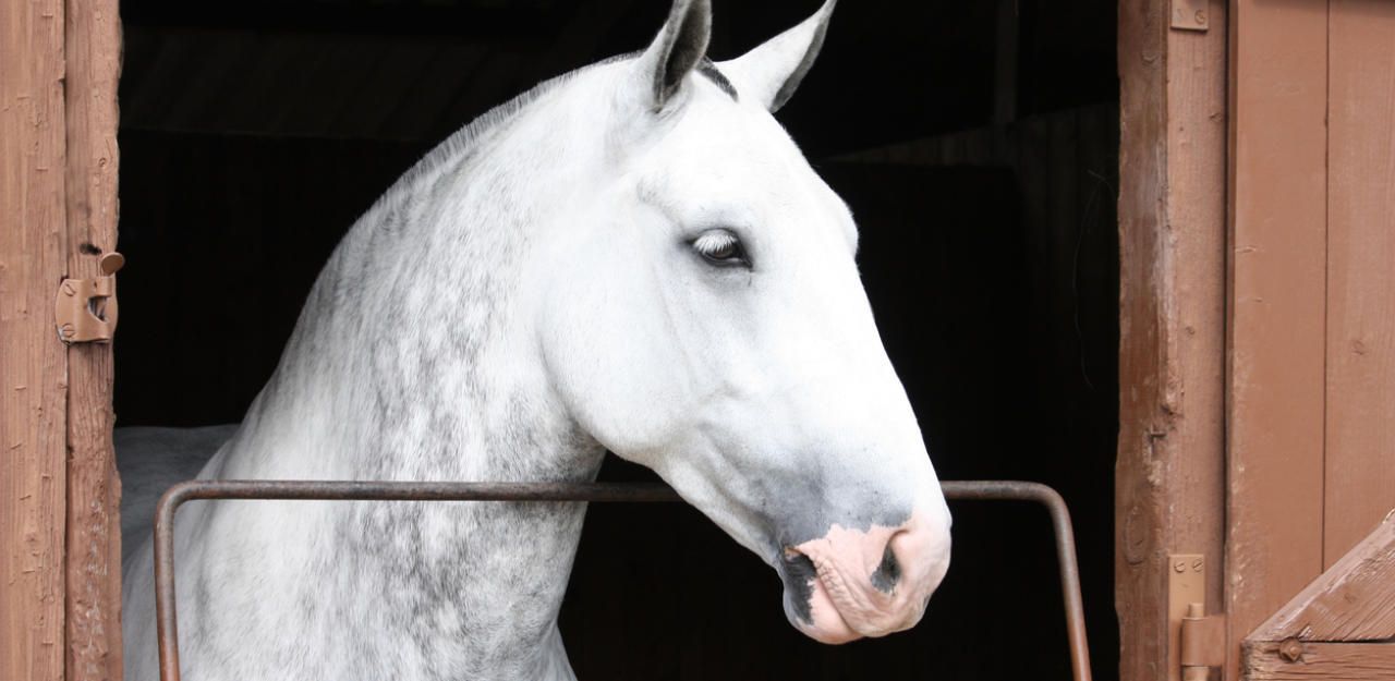 Heute.at - Er streichelte die Stute, dann verging er sich an ihr