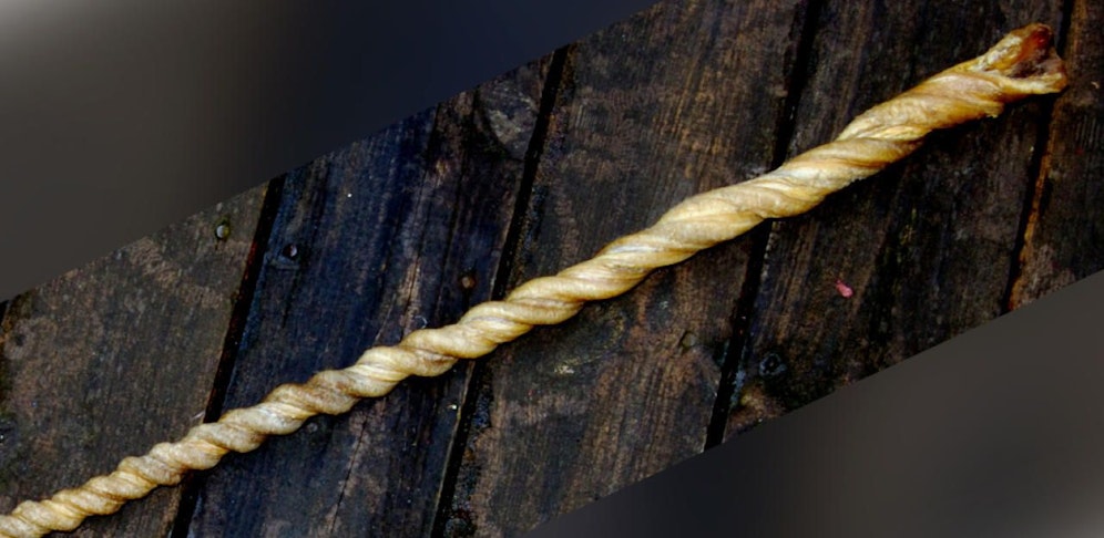 Ochsenziemer aus Bullenpenishaut neueren Datums, Länge 90 cm, Gewicht 315 g. Symbolfoto WikimediaCommons/Jens Kraglund, gemeinfrei