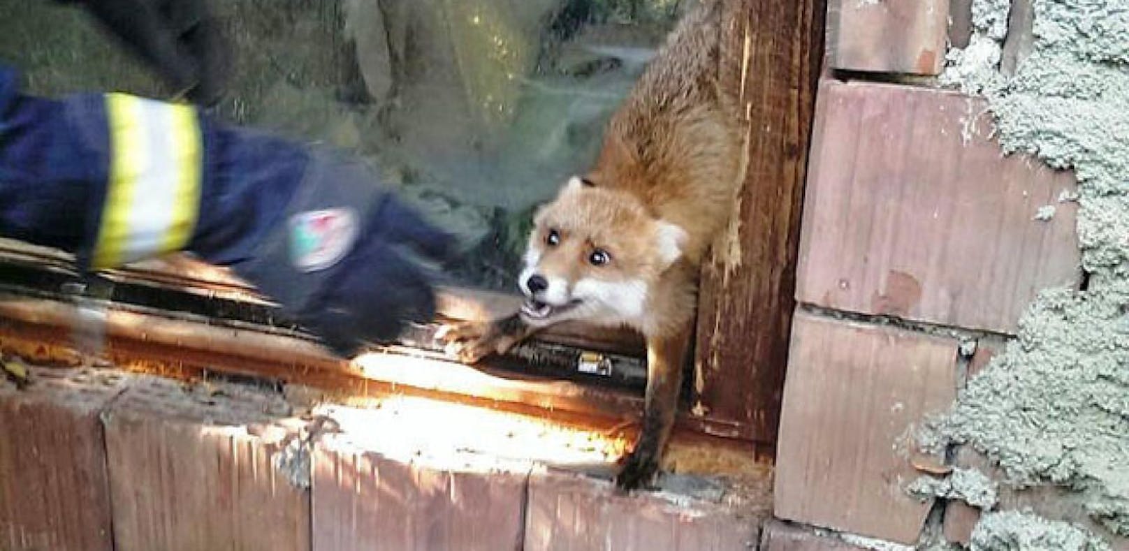 Er schrie wie am Spieß: Fuchs in Fenster gefangen