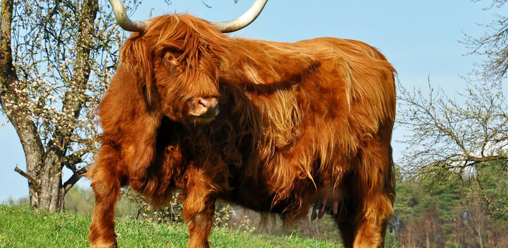 Ein schottisches Hochlandrind tötete einen Bauern (Symbolfoto).