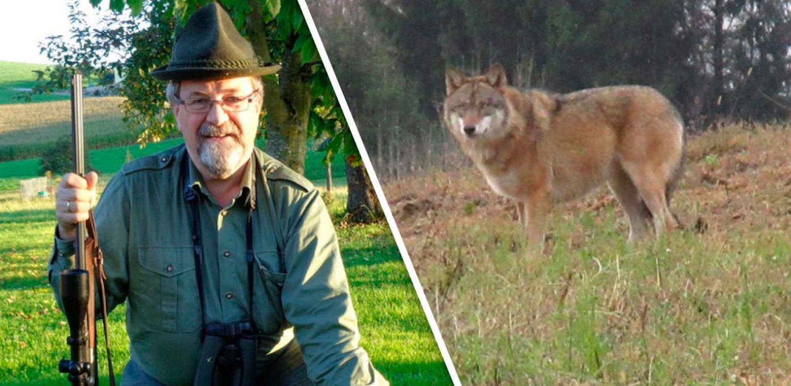 Hahn gerissen: Wolf mit Mistgabel von Hof verjagt