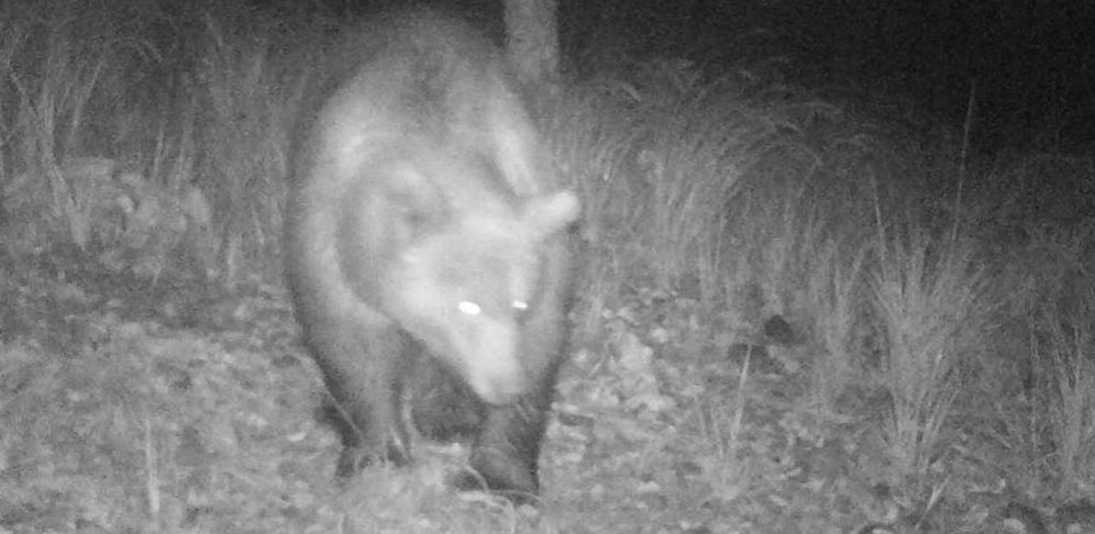 Dieser Bär wurde von einer Wildkamera fotografiert (8. Oktober 2019)