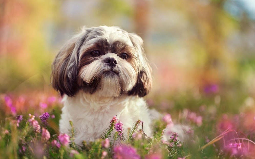 Ein Shih-Tzu genießt den Frühling. Symbolfoto