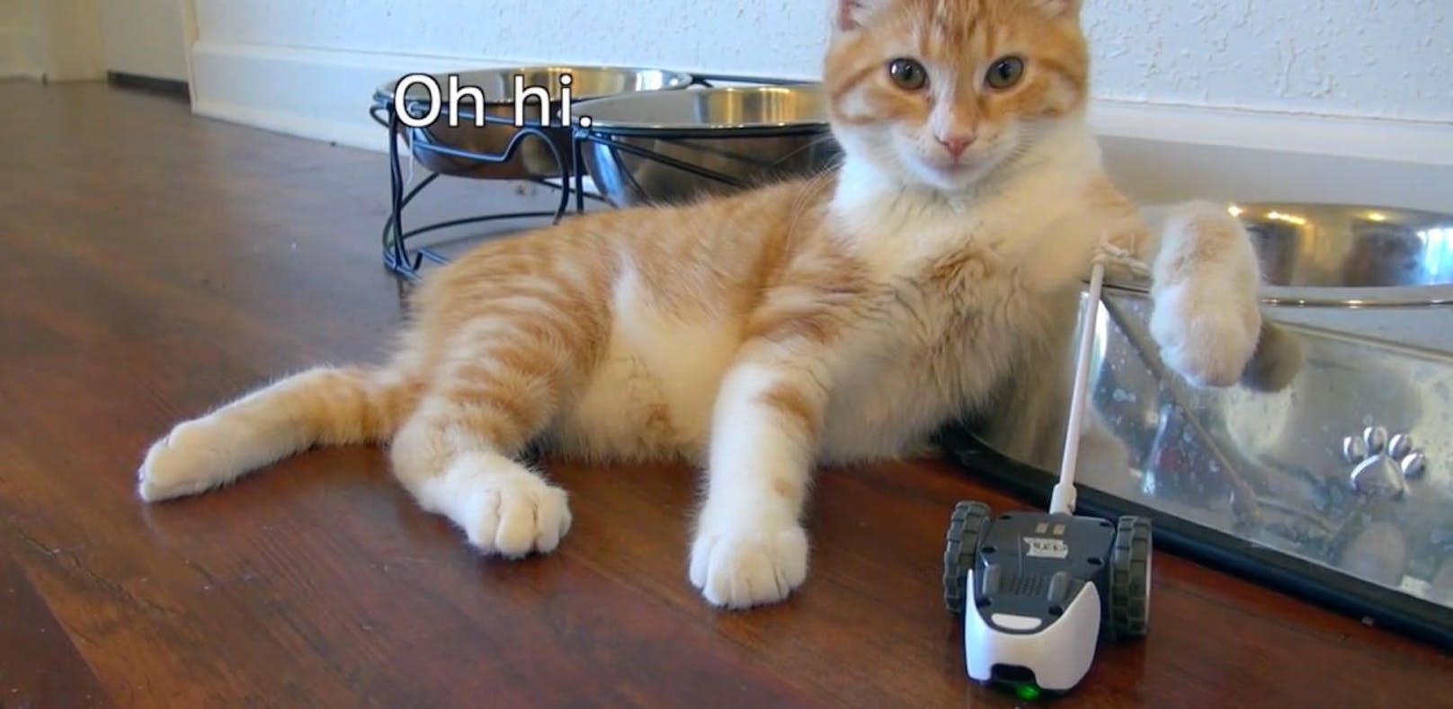 Die Katze und ihre digitale Maus.
