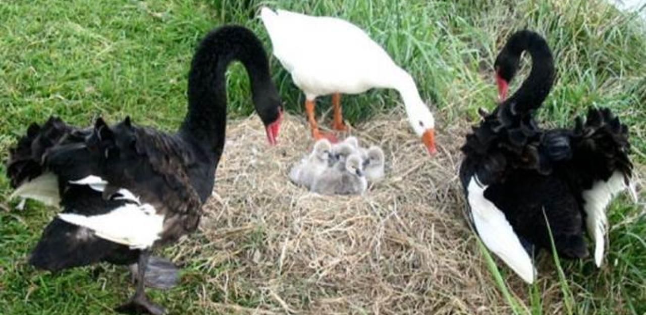 Heute.at - Diese Gans wurde zum Symbol grenzenloser Liebe
