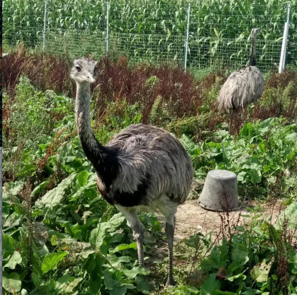 Das Weibchen lag tot im Gehege.