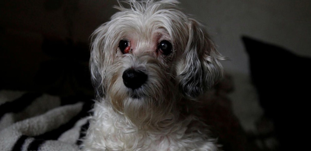 Der neunjährige Hund Zsazsa lag neben seinem toten Frauchen.