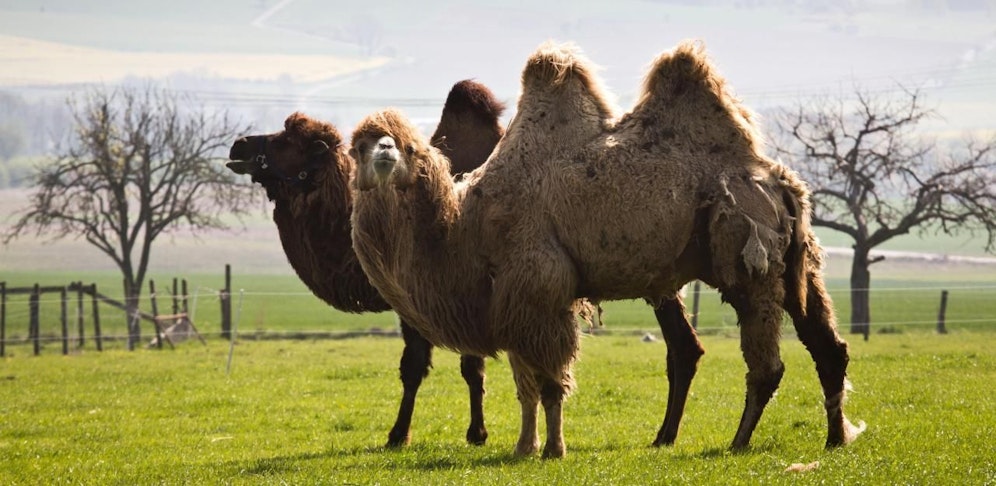 Kamele auf einem Bauernhof in Deutschland. Symbolbild