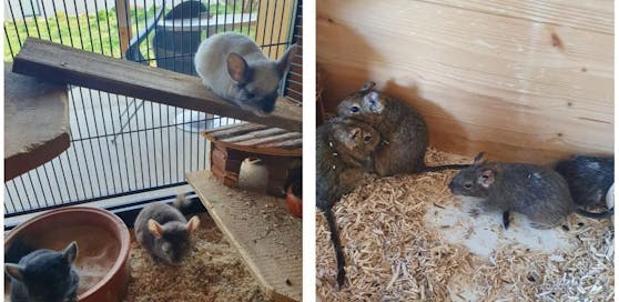 Die neun zurückgelassenen Degus und Chinchillas werden jetzt im Dechanthof betreut.