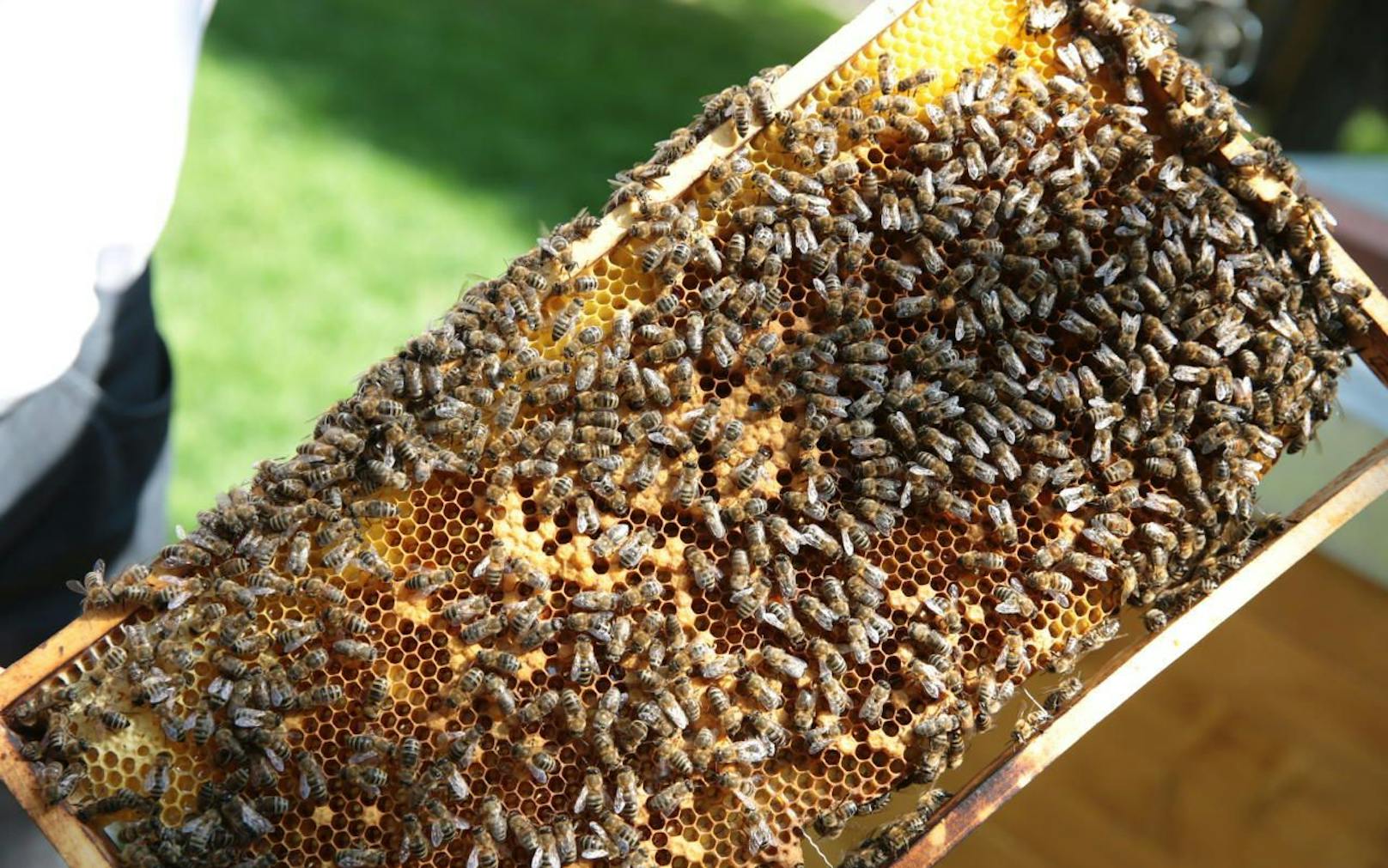 Bienensterben: Bald kein Honig "Made in A" mehr?
