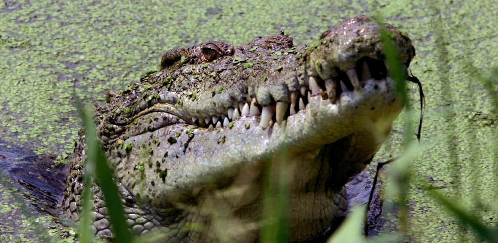 Die Frau wurde von einem Krokodil zerfleischt