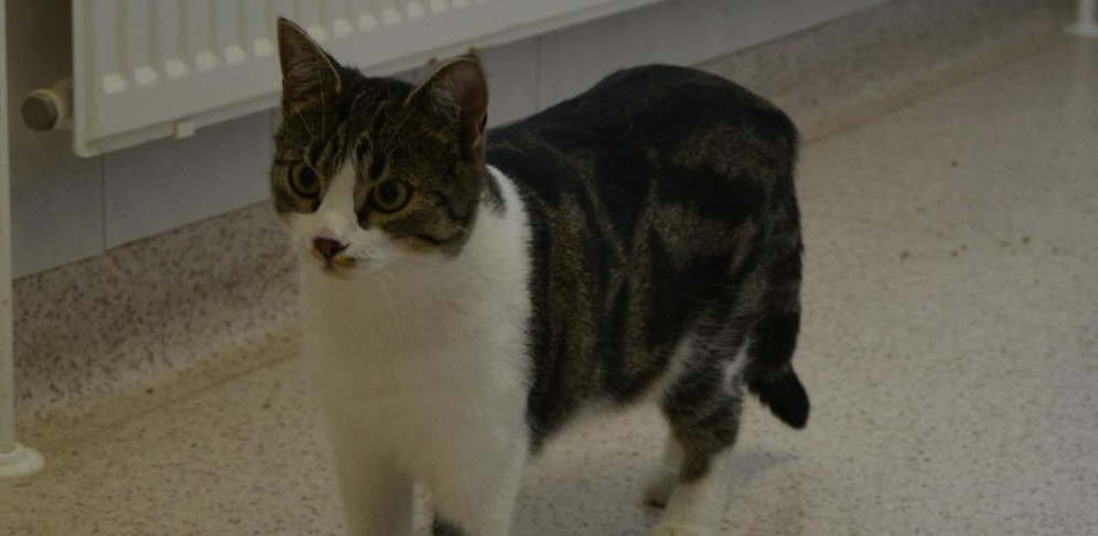 Wer kennt oder wem gehört Greta?