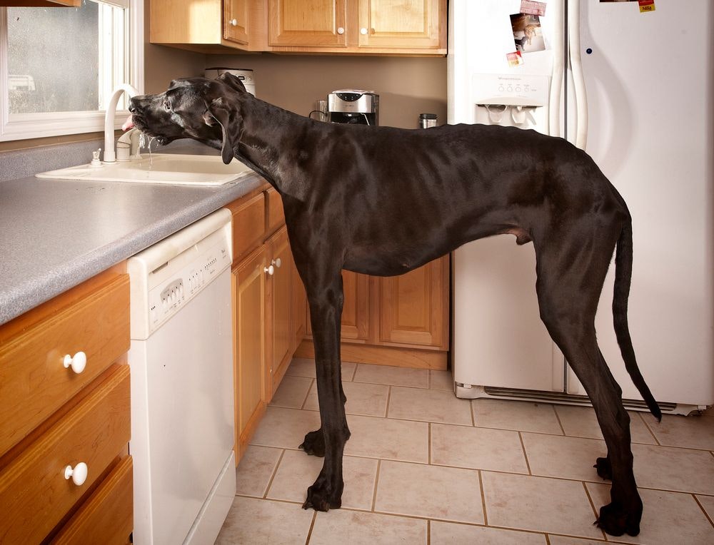 Das ist größte Hund der Welt - Timeout | heute.at