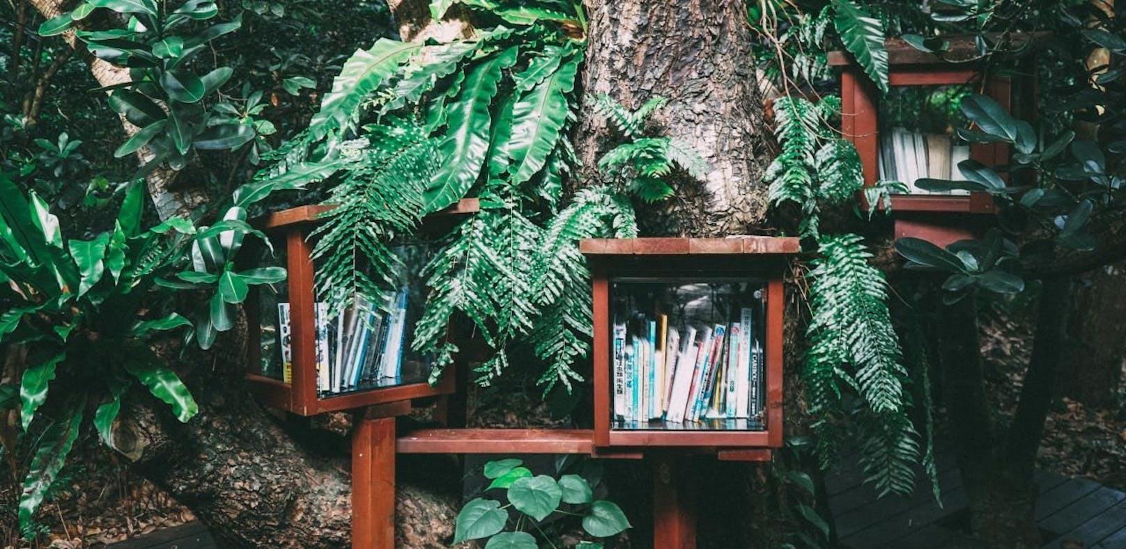 Es muss nicht gleich in einem Baum hängen: Wie bewahren Sie Ihre Bücher auf?