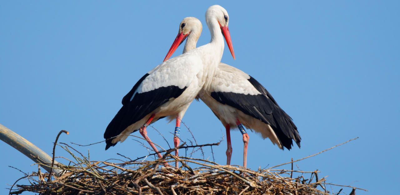 Heute.at - Vermisste Storchenmama tot aufgefunden
