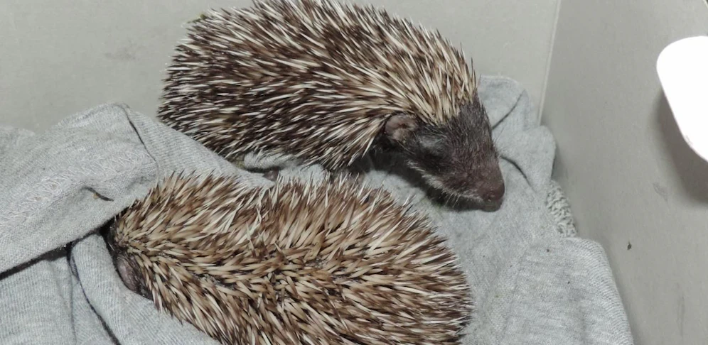 Die beiden Igel werden in Haringsee aufgezogen.