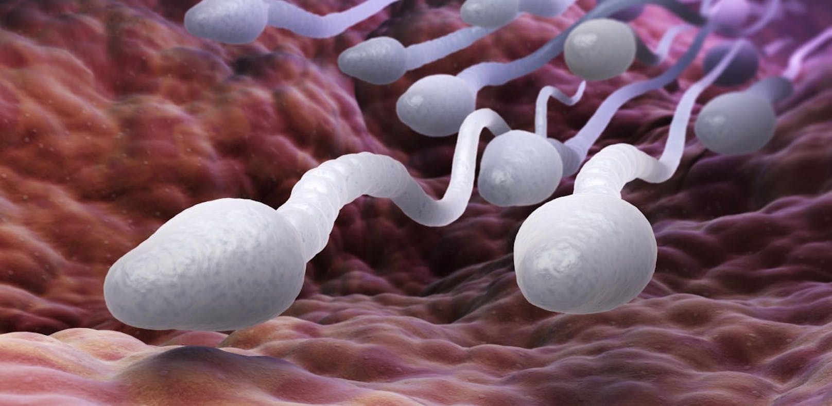 Spermien als Heilmittel gegen Krebs