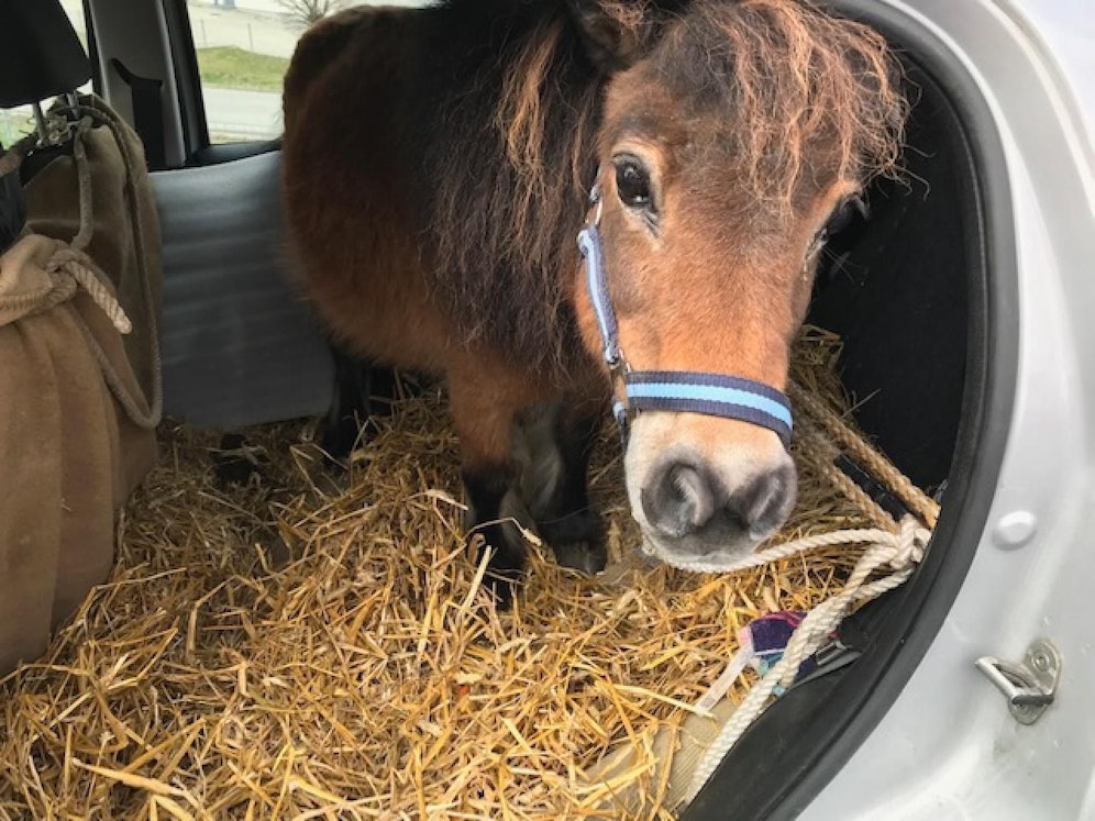 Da waren die Polizisten sichtlich überrascht! Im Auto des 72-Jährigen fuhr tatsächlich ein Pony mit.