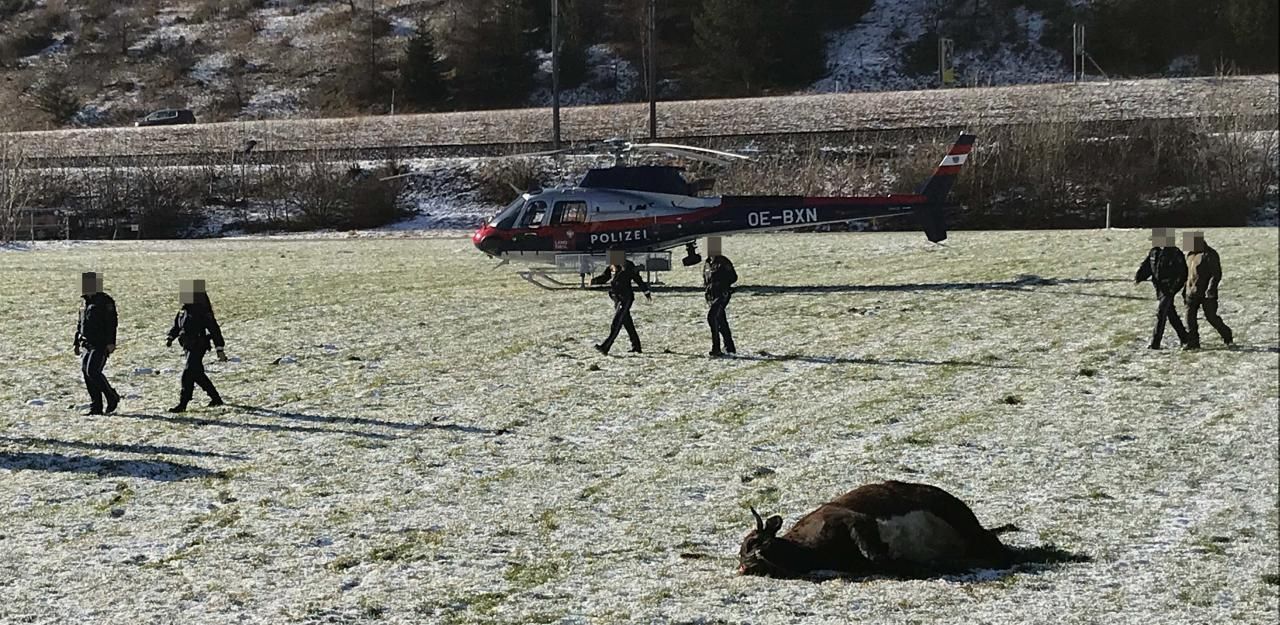 Heute.at - Cobra-Terroreinsatz gegen Kuh kostete 623 Euro