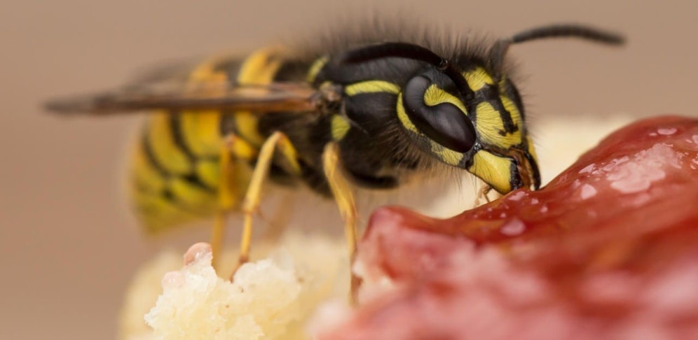 Wespen fliegen auf Marmeladebrote: Im wahrsten Sinne des Wortes.