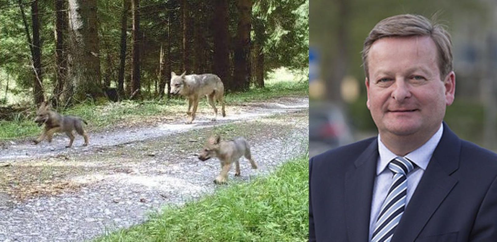 Gottfried Waldhäusl will, dass Wölfe kontrolliert auf dem TÜPL Allentsteig leben dürfen, alles außerhalb soll entnommen werden dürfen. Er macht darauf aufmerksam, dass die meisten Wölfe &quot;aus Deutschland bzw. Polen&quot; zugewandert seien.