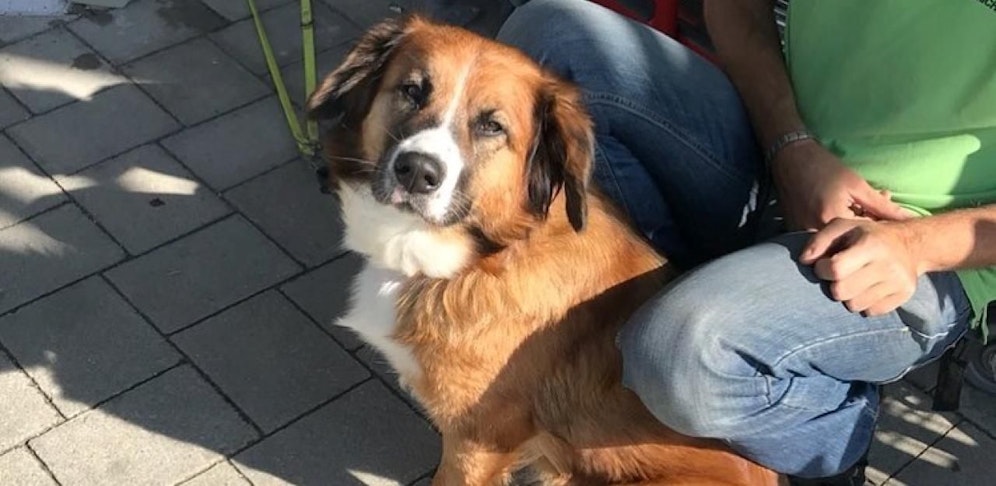 Dieser süße Vierbeiner wurde angeleint, nicht mehr abgeholt und von Mitarbeitern gerettet.