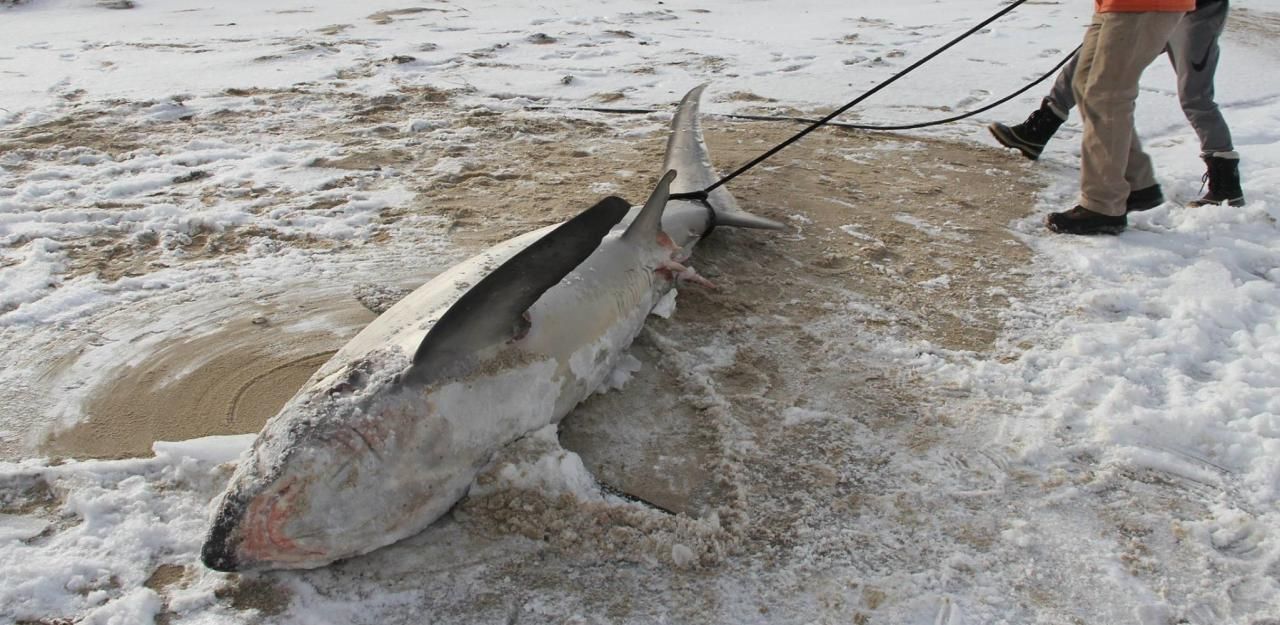 Heute.at - In den USA ist es so kalt, dass sogar Haie erfrieren
