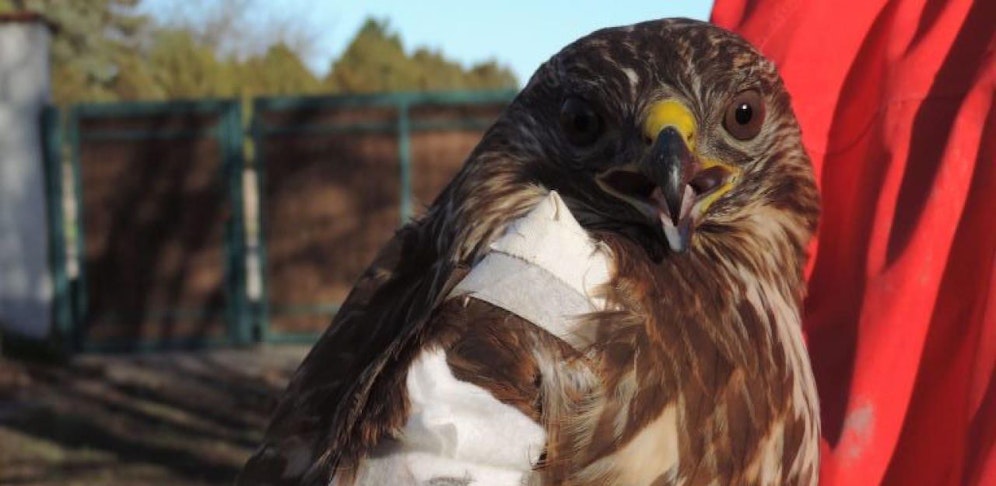 Der Bussard ist am Flügel verletzt. 