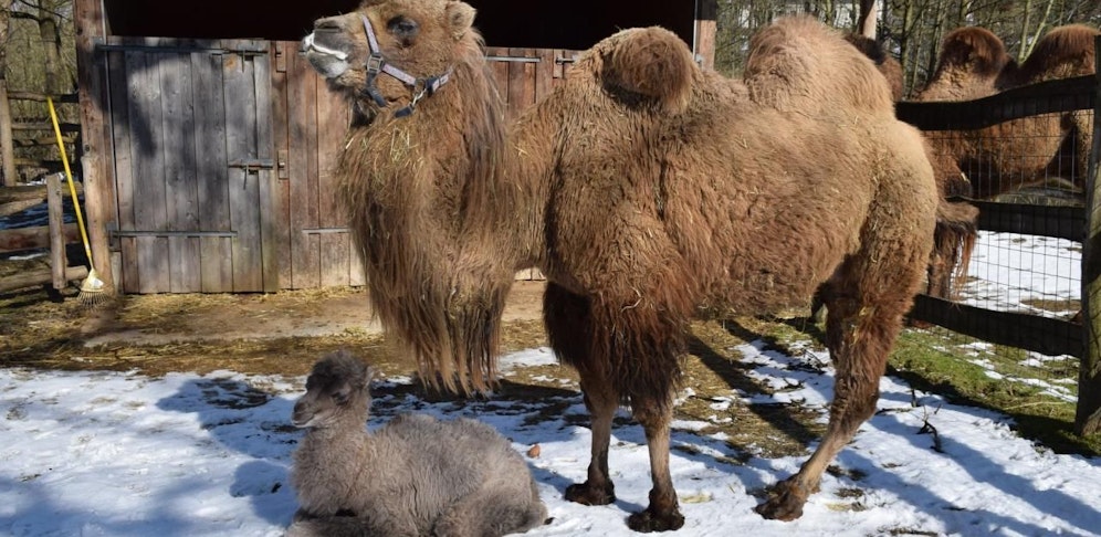 Haag hat einen neuen Einwohner.