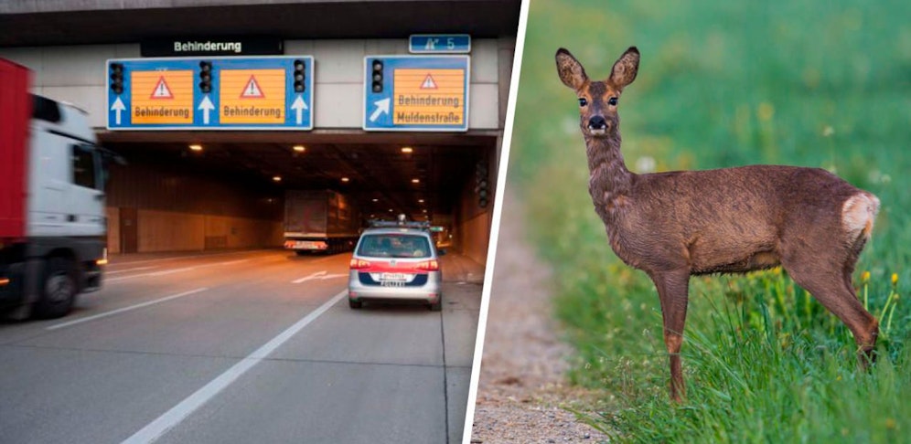 Am Sonntag verirrte sich ein Reh in den Linzer Bindermichl-Tunnel. 