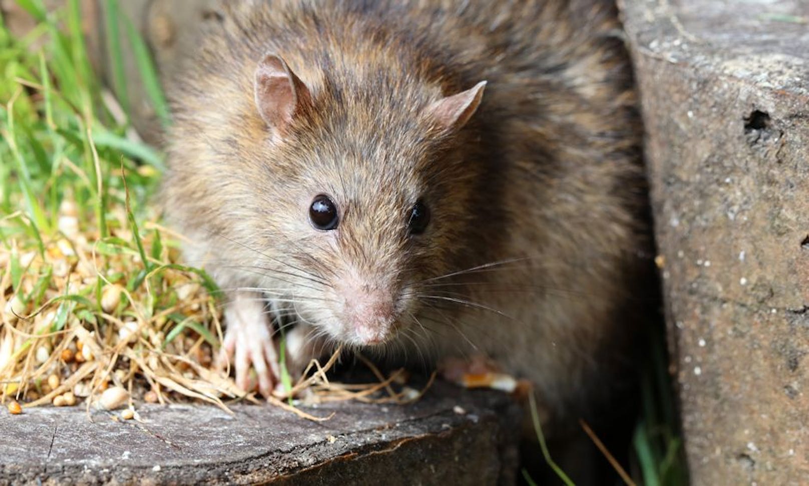 Ratten-Alarm in Gemeinde! Schädlingsbekämpfer vor Ort