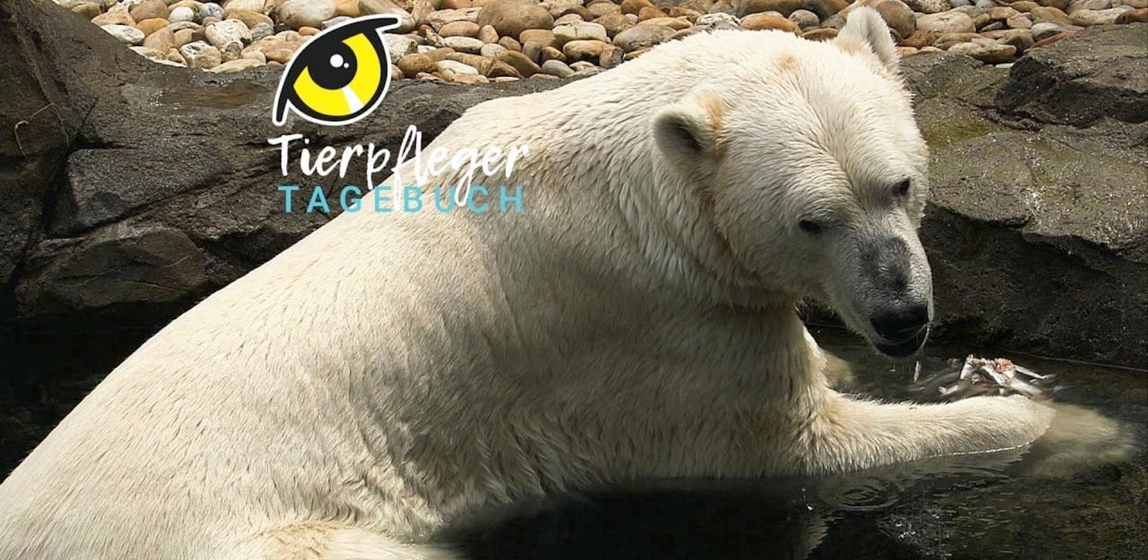 So überstehen Eisbären Sommerhitze im Zoo