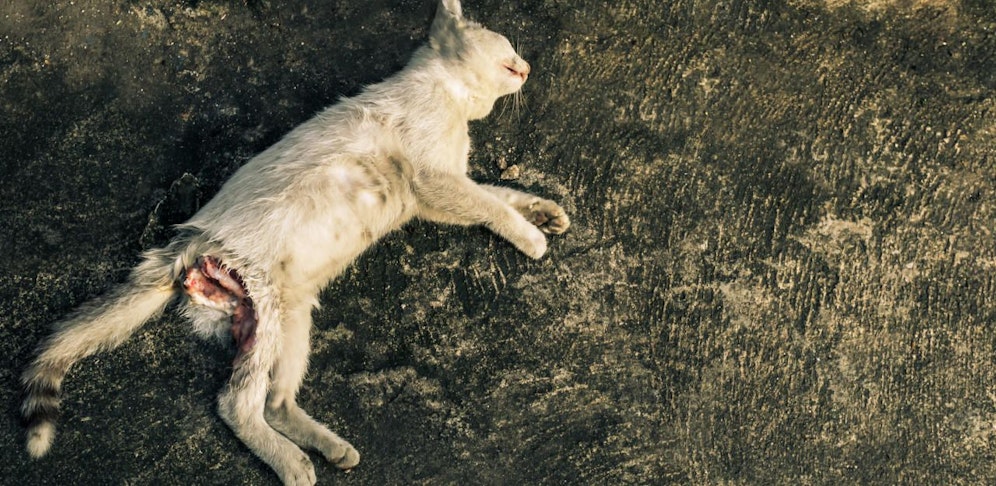 Die Katze musste eingeschläfert werden