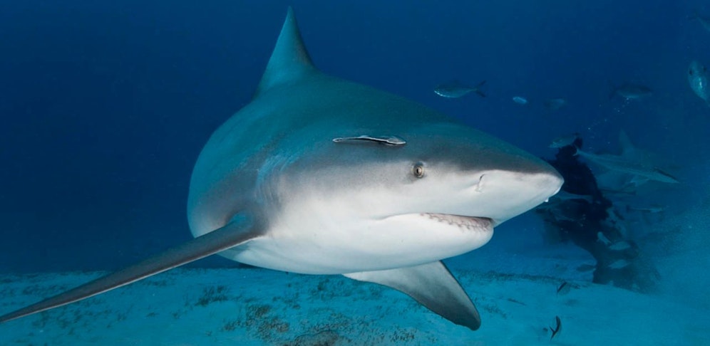 Der Mann könnte von einem Bullenhai angegriffen worden sein (Symbolbild)