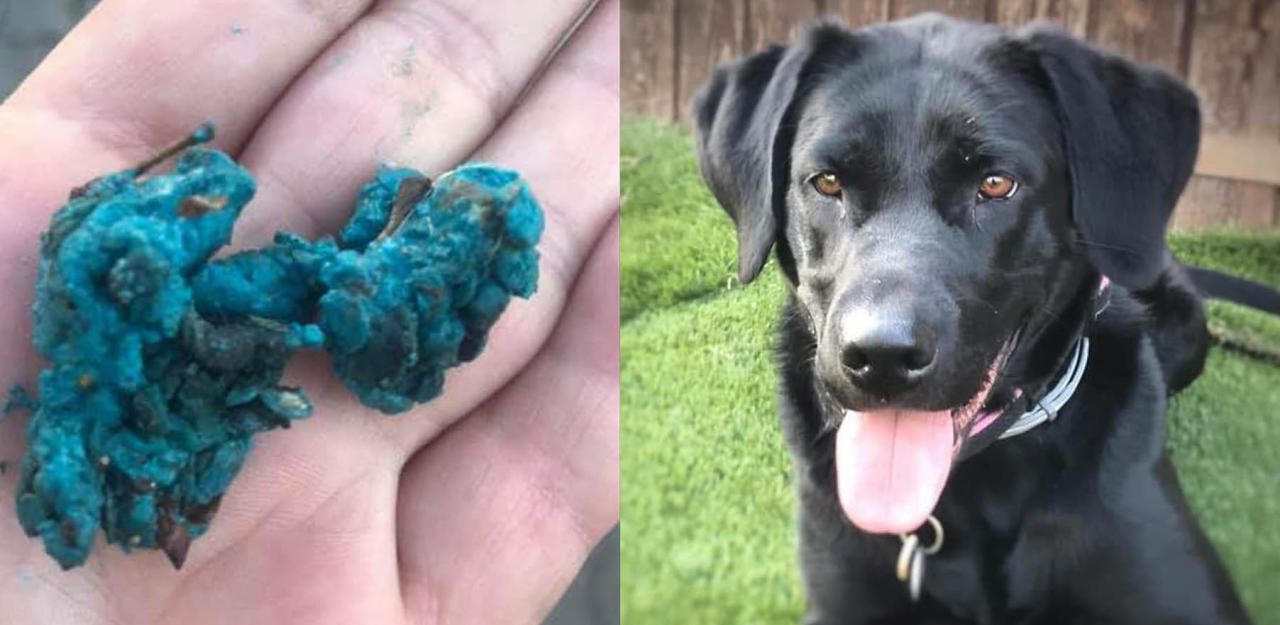 Immer wieder sorgen Rattengiftköder (wie hier im Symbolfoto) für Angst unter Hundebesitzern.