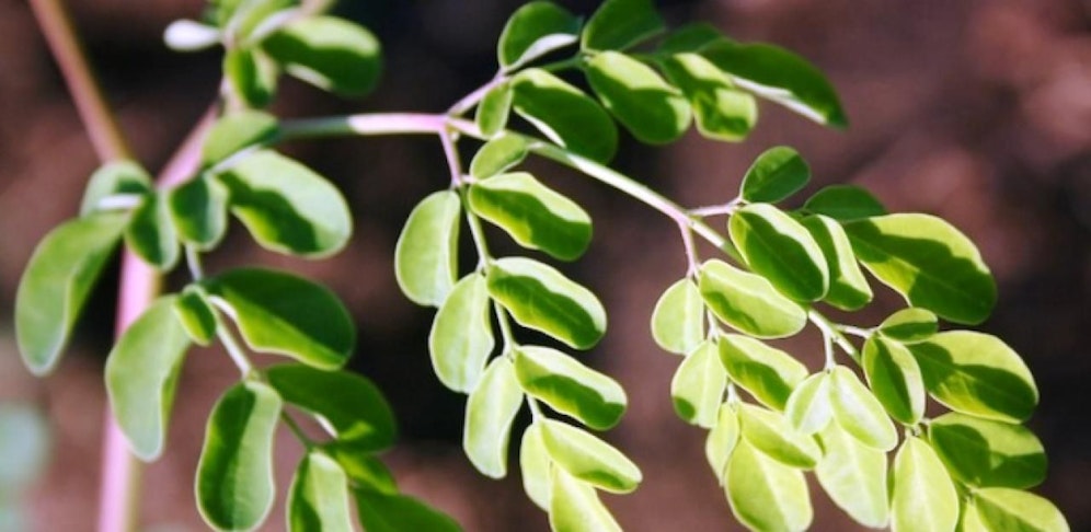 Moringa Oleifera 