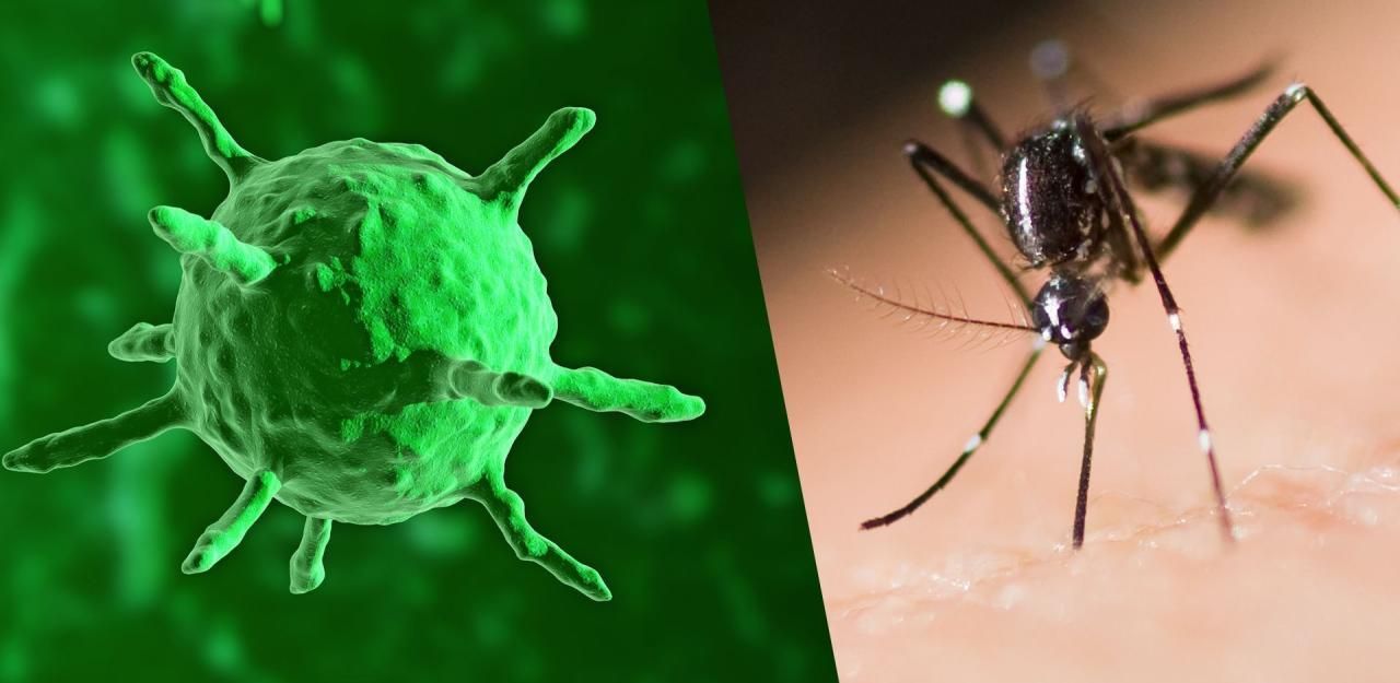 Gefährliches West-Nil-Virus breitet sich erneut aus - Gesundheit | heute.at