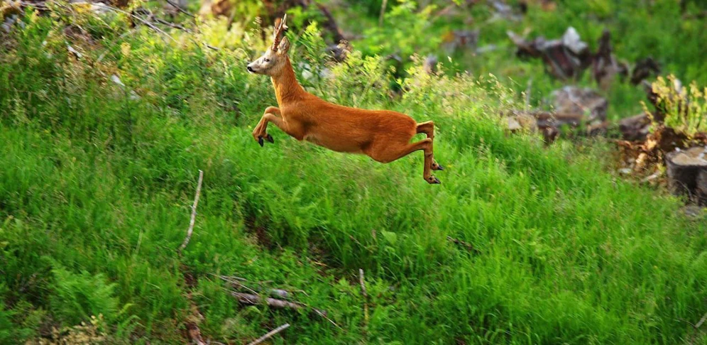 Wildes Land - König der Wälder 