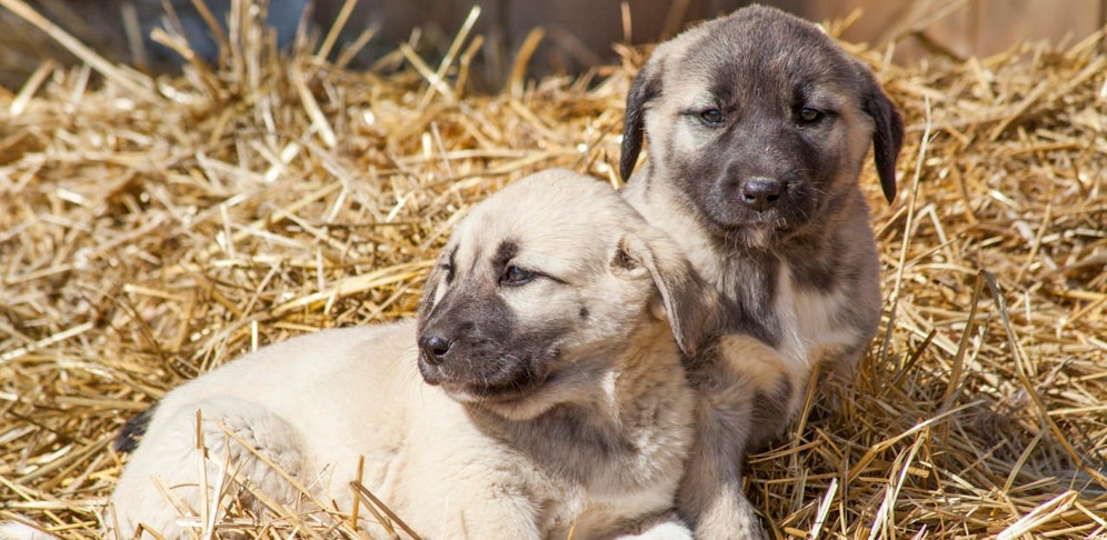 Hunde verschwunden: Drama um zwei junge Kangals.