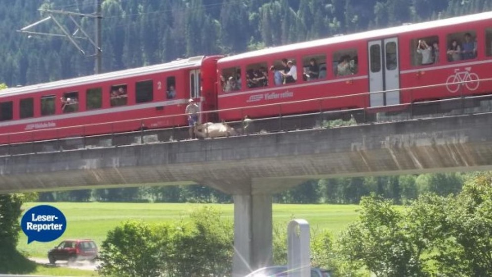 Rind "Rihanna" hat eine gefährliche Begegnung mit einem Zug der Rhätischen Bahn fast unverletzt überstanden.