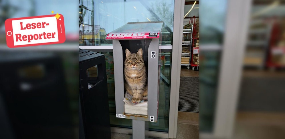 Die Katze soll jeden Tag stundenlang in der "Heute"-Box verbringen. 