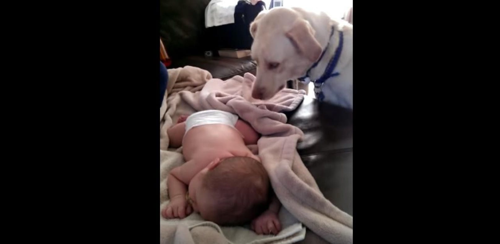 Fürsorglicher Hund deckt schlafendes Baby zu