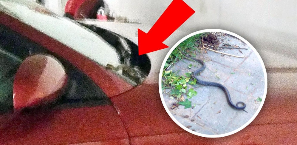 Die 1,6 Meter lange Schlange kroch beim Einparken aus dem Auto hervor.