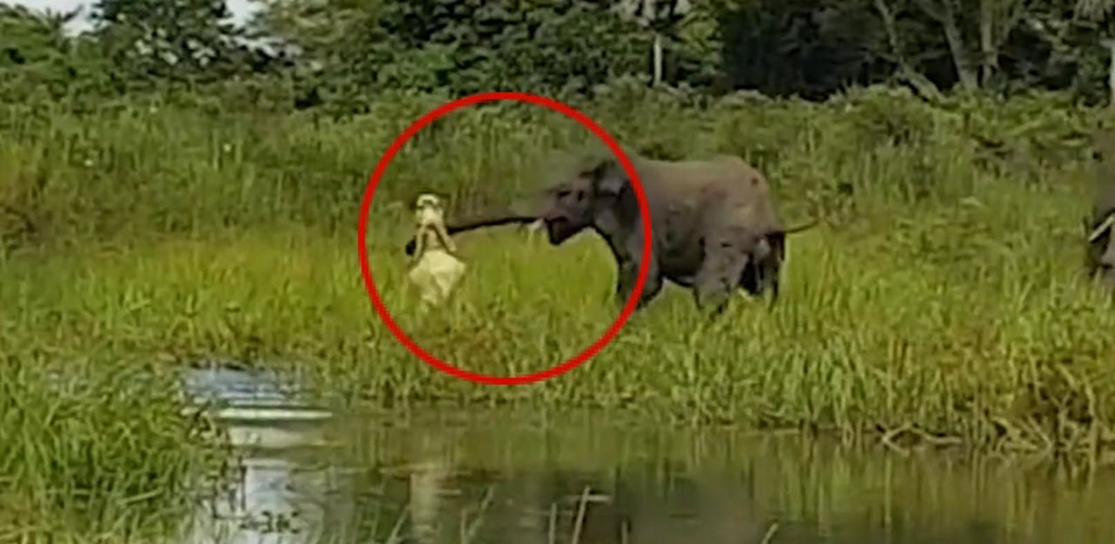 Video: Krokodil verbeißt sich in Elefant
