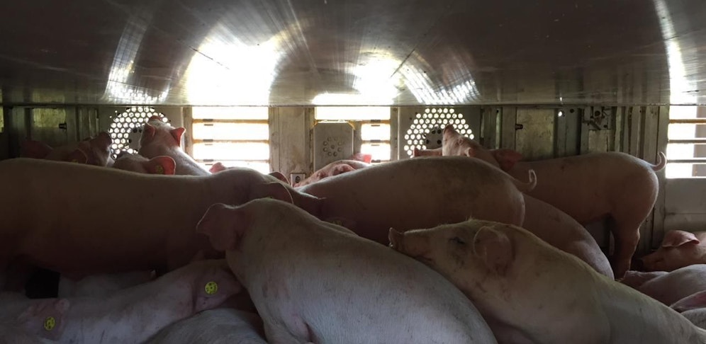 Massen-Tiertransporte stehen in Österreich noch immer an der Tagesordnung. (Im Bild ist ein gestoppter LKW zu sehen, der 699 Ferkel geladen hatte)